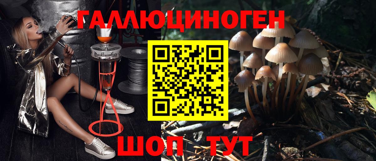 Псилоцибиновые грибы Psilocybe Белово